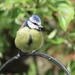 Cheeky blue tit by orchid99