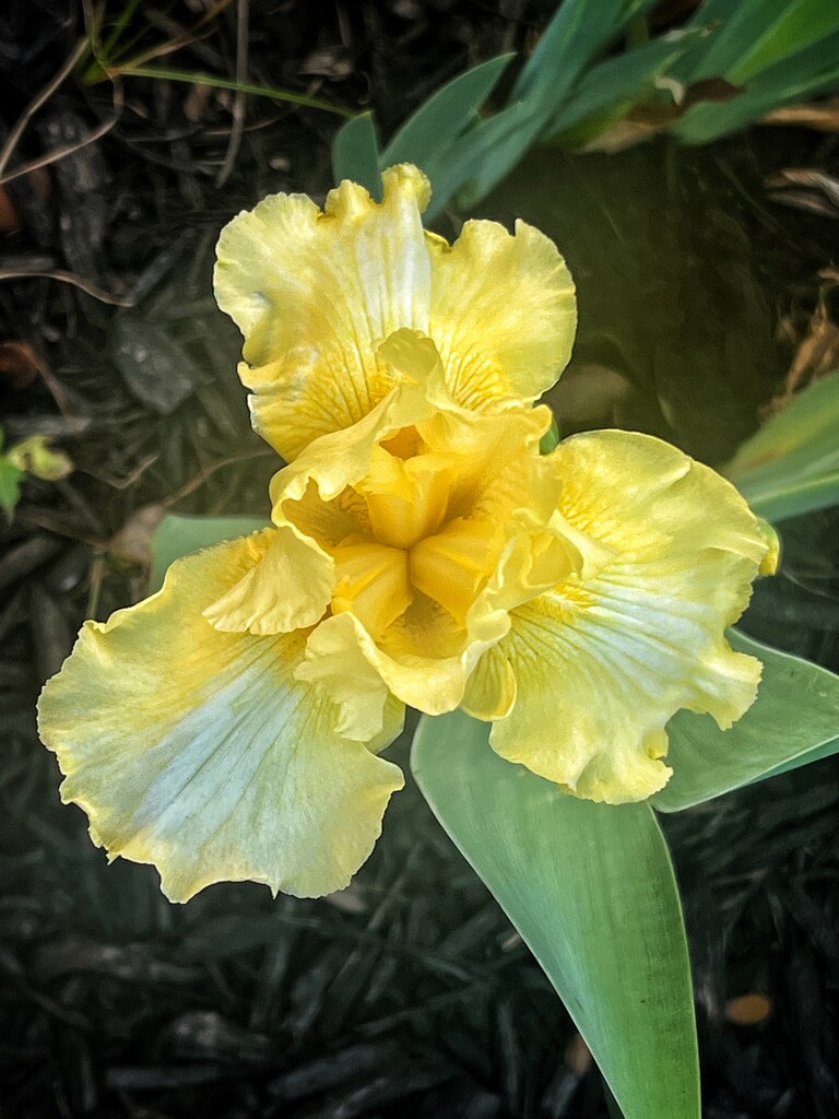 Bearded Iris  by dkellogg