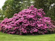 20th May 2024 - Rhododendron