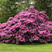 Rhododendron by mittens