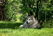 20th May 2024 - Enjoying the shade