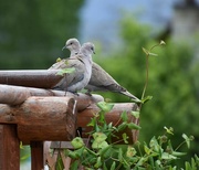 20th May 2024 - Pair Of Doves