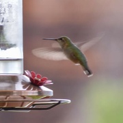 20th May 2024 - Fascinating Hummingbirds!