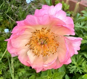 20th May 2024 - Peony