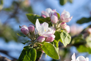 18th May 2024 - apple blossom