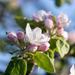 apple blossom