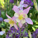 Aquilegia