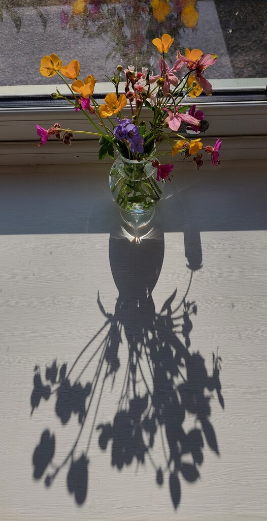 Shadow flowers by samcat
