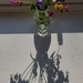 Shadow flowers by samcat