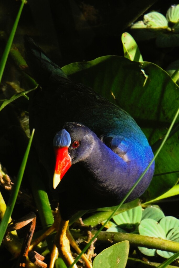 Purple Gallinule  by photohoot