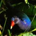Purple Gallinule  by photohoot