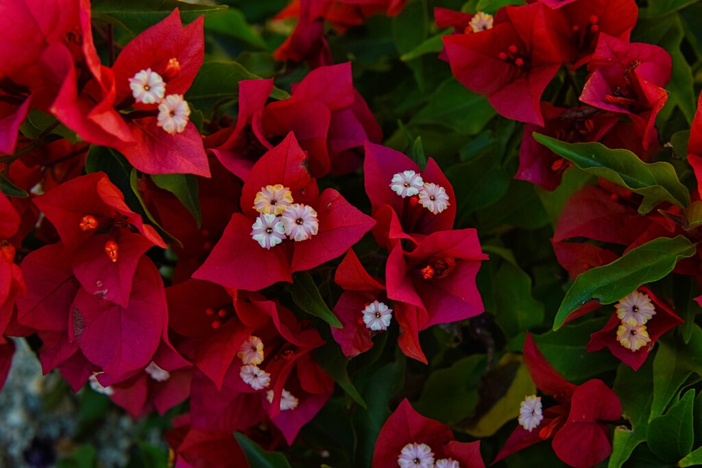 5 19 Cherry Red Bougainvillea by sandlily