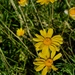 5 19 Desert Marigolds by sandlily