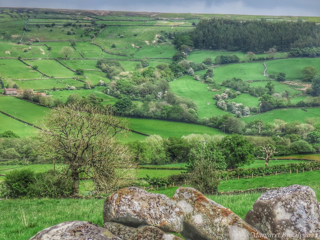 Farndale by craftymeg