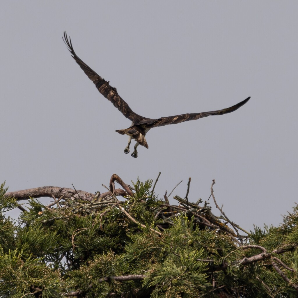 Coming into land…. by billdavidson