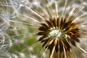 20th May 2024 - Dandelion seeds
