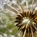 Dandelion seeds by okvalle