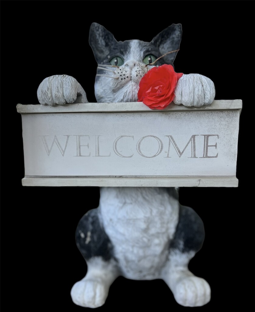 Our Welcome Cat by radiogirl