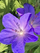 20th May 2024 - Geranium Flower 