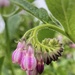 Comfrey by pattyblue