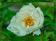 20th May 2024 - New Peony 