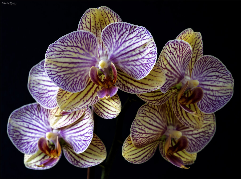 Orchids by pcoulson