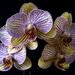 Orchids by pcoulson