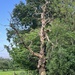 Knobbly tree by helenawall