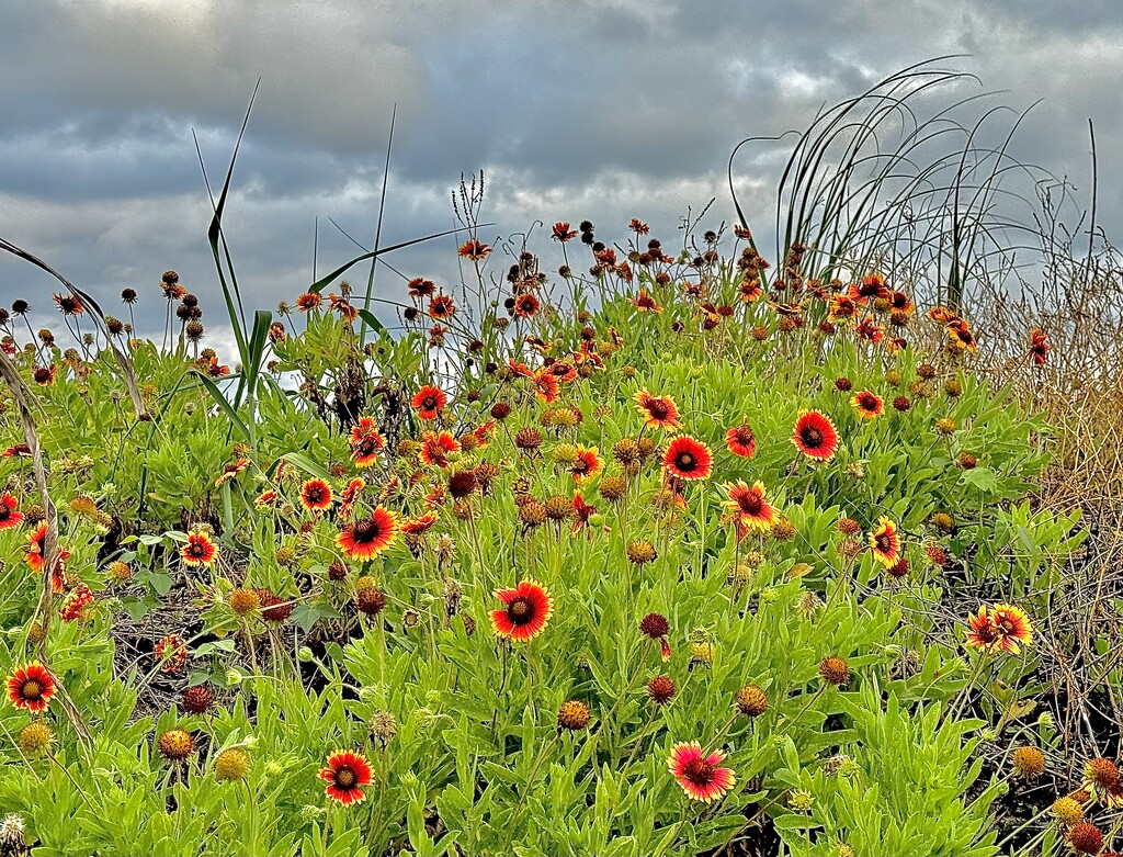 Indian blanket growing in profusion in dunes along Folly Beach after frequent rains  by congaree