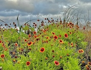 20th May 2024 - Indian blanket growing in profusion in dunes along Folly Beach after frequent rains 