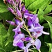 Late-blooming wisteria by congaree