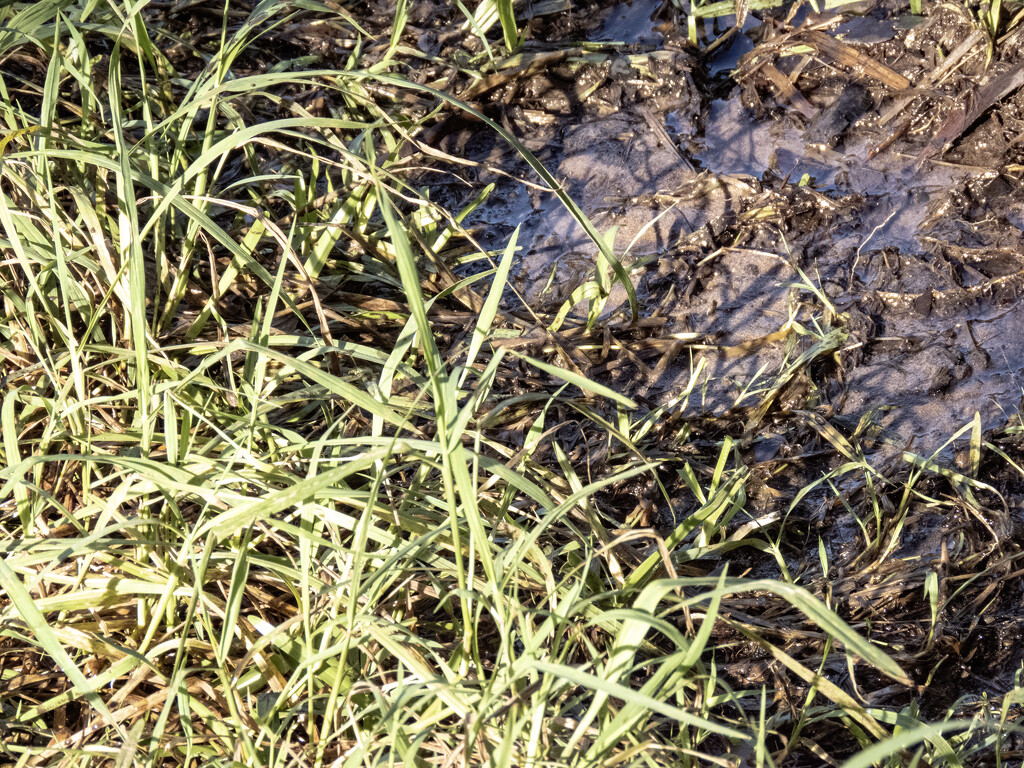 half grass half muddy rivulet by koalagardens