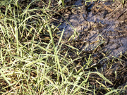 18th May 2024 - half grass half muddy rivulet