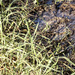 half grass half muddy rivulet