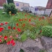 Day 141/366. Poppies. by fairynormal