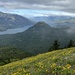Dog Mountain Wildflowers