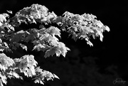 19th May 2024 - Maple Light and Shadows 