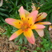 Ladylike Lily in Neighbor's Yard by sfeldphotos