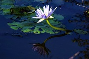 21st May 2024 - Just One More Blue Water Lily ~