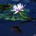 ust One More Blue Water Lily ~
