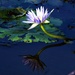 Just One More Blue Water Lily ~ by happysnaps