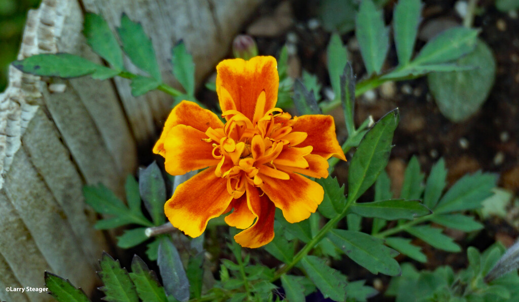 Marigold by larrysphotos