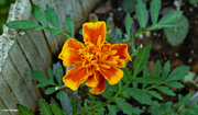 20th May 2024 - Marigold