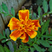 Marigold