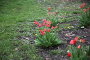 27th Apr 2024 - the tulips...