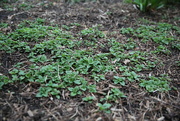 28th Apr 2024 - lemon balm...