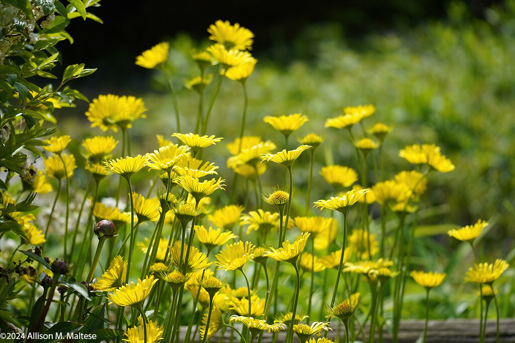 Sunny Yellows by falcon11