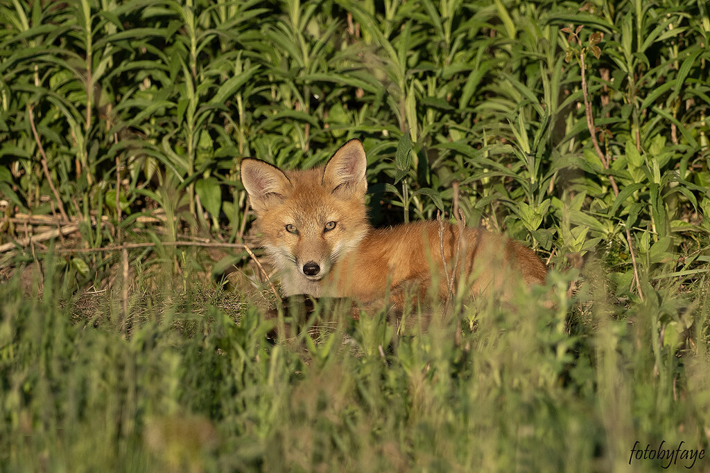 Fox Kit by fayefaye