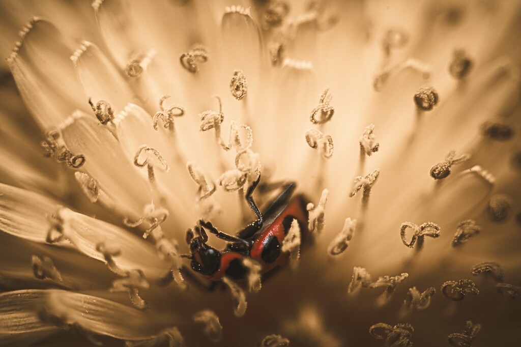 Lady Bug In Dandelion by aydyn