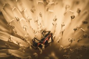 18th May 2024 - Lady Bug In Dandelion
